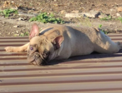 Кожаный рюкзак с ручной росписью питомцев на заказ "Овчарка и бульдожки" - изготовление кожаной женской сумки ручной работы с рисунком | Сумки с принтом на заказ - Sumnizza фото 5