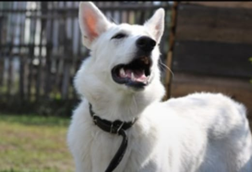 Женский шоппер с портретной росписью "Мой любимец" - изготовление кожаной женской сумки ручной работы с рисунком | Сумки с принтом на заказ - Sumnizza фото 6