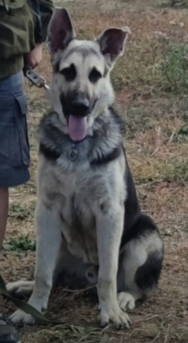 Кожаный рюкзак с ручной росписью питомцев на заказ "Овчарка и бульдожки" - изготовление кожаной женской сумки ручной работы с рисунком | Сумки с принтом на заказ - Sumnizza фото 4