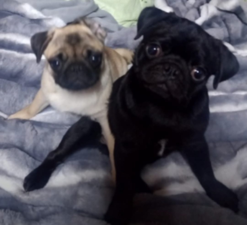 Женский шоппер из натуральной кожи с портретом мопсов ручной работы - изготовление кожаной женской сумки ручной работы с рисунком | Сумки с принтом на заказ - Sumnizza фото 2